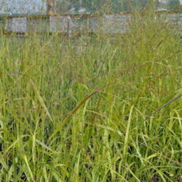 Panicum Virgatum Rehbraun Boomkwekerij Peers