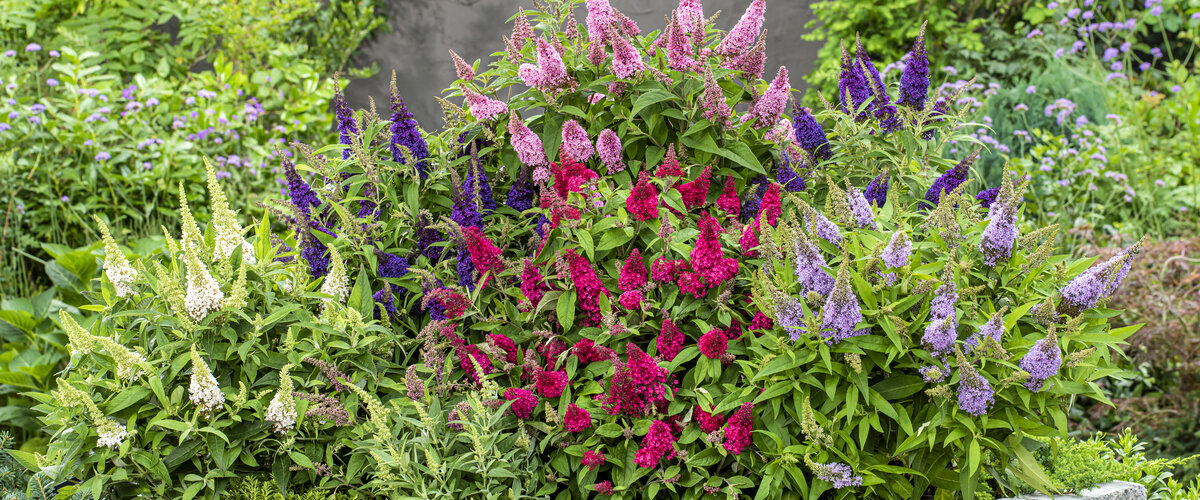 Proef de Zomer met de Buddleja 'Butterfly Candy'® Collectie!