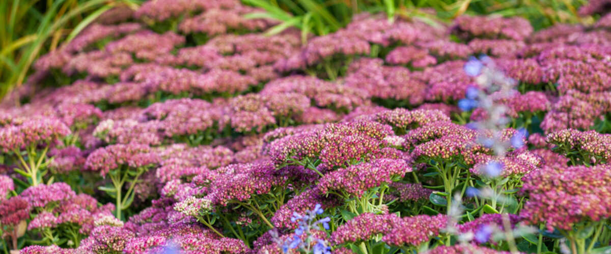De koning van de nazomer: Waarom Sedum 'Herbstfreude' in jouw tuin hoort!