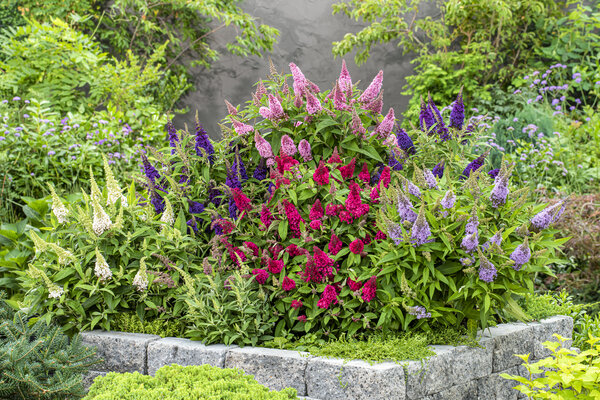 Proef de Zomer met de Buddleja 'Butterfly Candy'® Collectie!