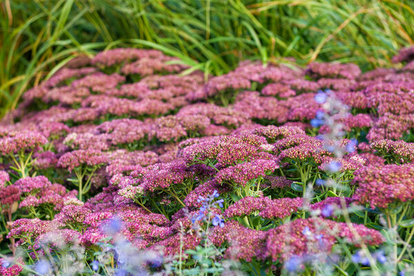 De koning van de nazomer: Waarom Sedum 'Herbstfreude' in jouw tuin hoort!