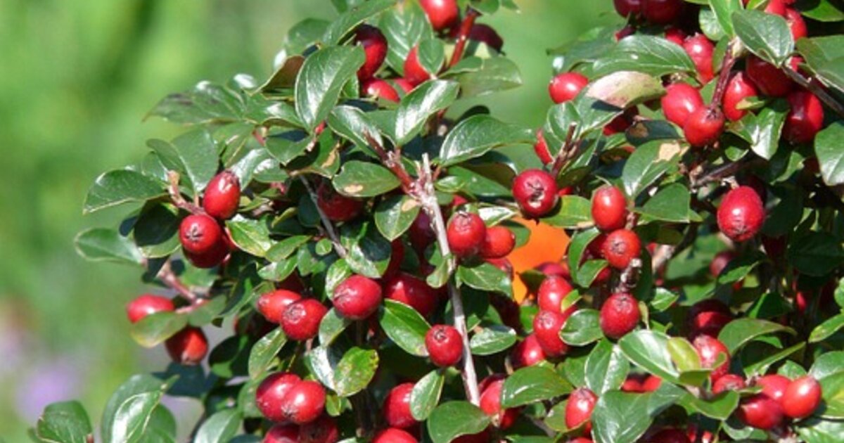 Cotoneaster radicans ‘Eichholz’ | Boomkwekerij Peers