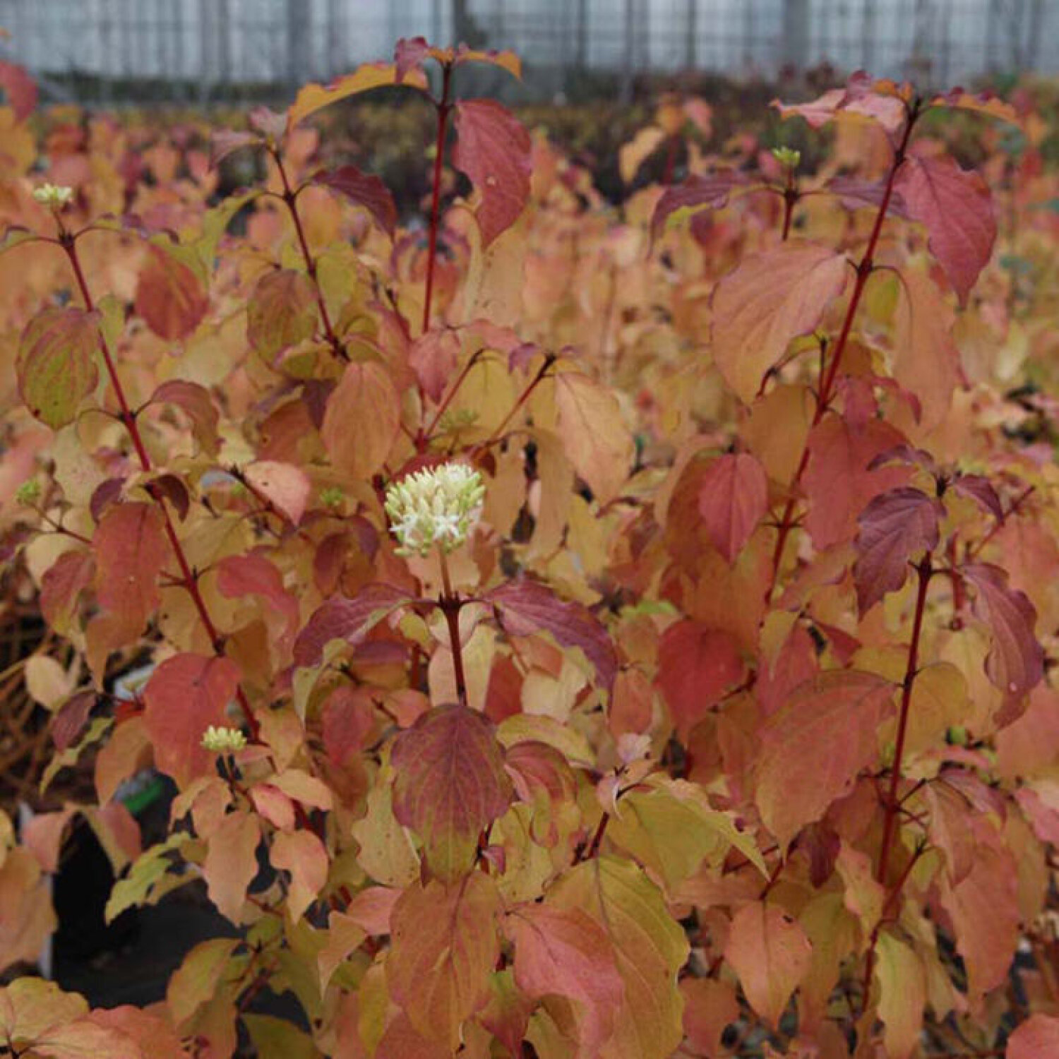 Cornus sang. 'Winter Beauty' Boomkwekerij Peers