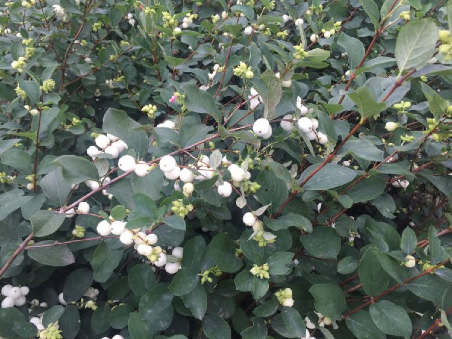 Symphoricarpos d. White Hedge (symphorine) - Acheter sur