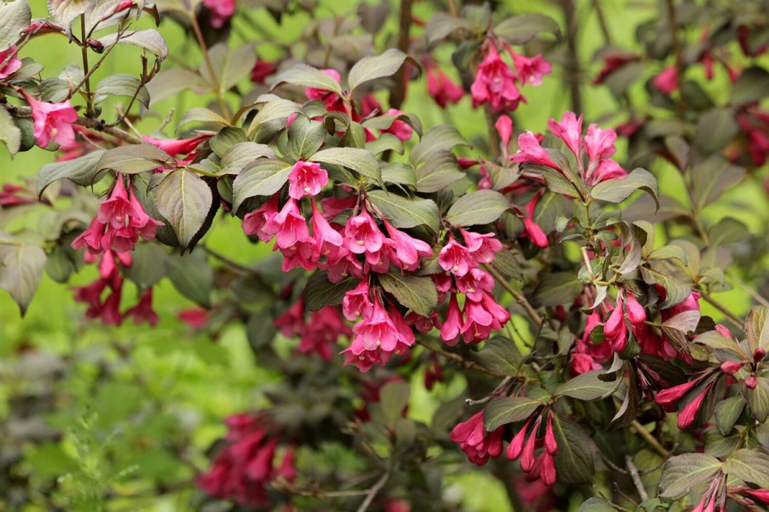 Weigela florida 'Foliis Purpureis' Boomkwekerij Peers