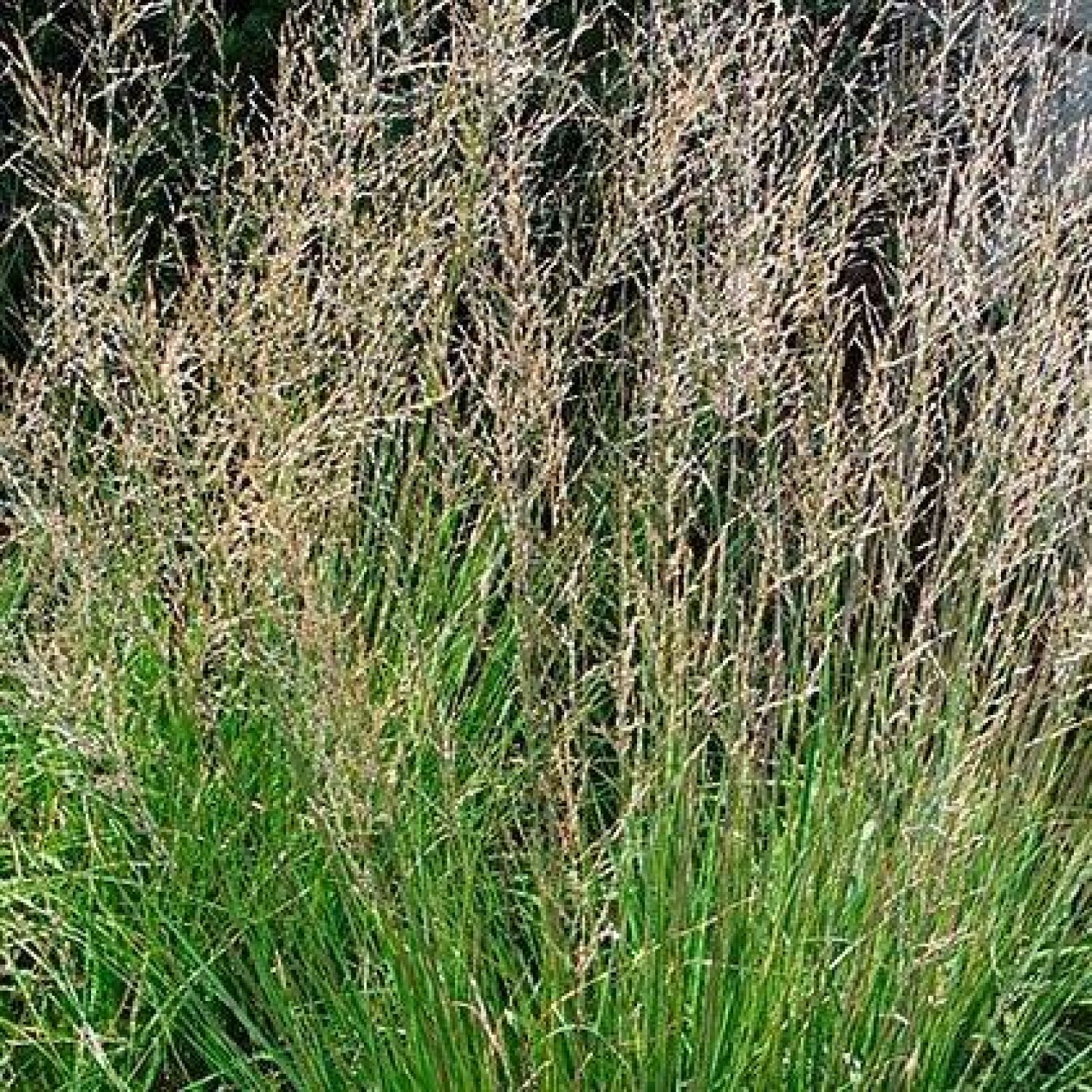 Molinia caerulea 'Moorflamme' | Boomkwekerij Peers
