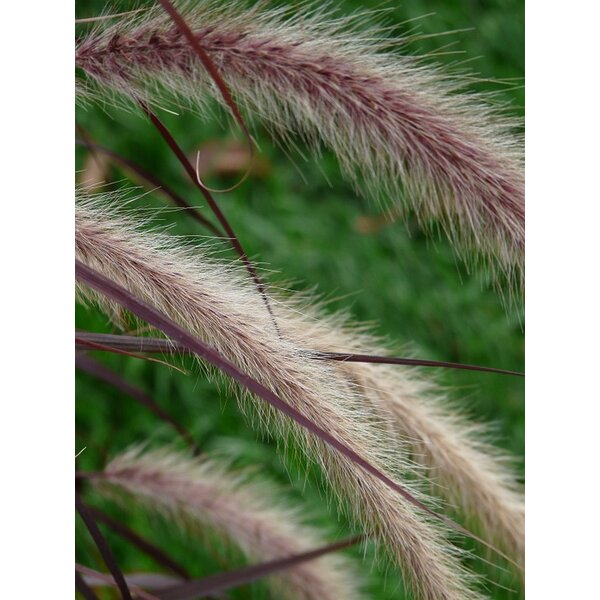 Pennisetum alopecuroides - P9