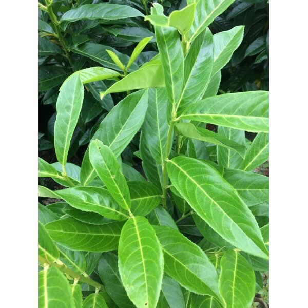 Prunus l. Genolia - met kluit 60+