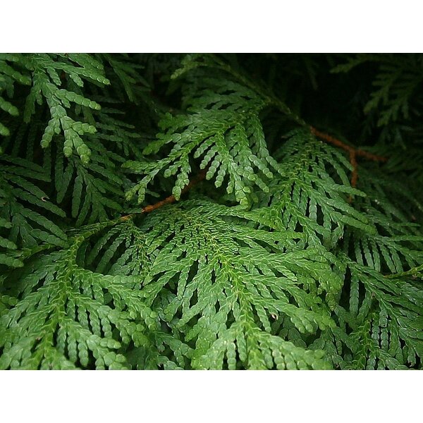 Thuja pl. 'Atrovirens' - met kluit 150+
