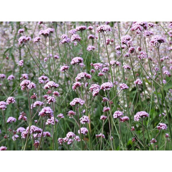Verbena bonariensis - P9