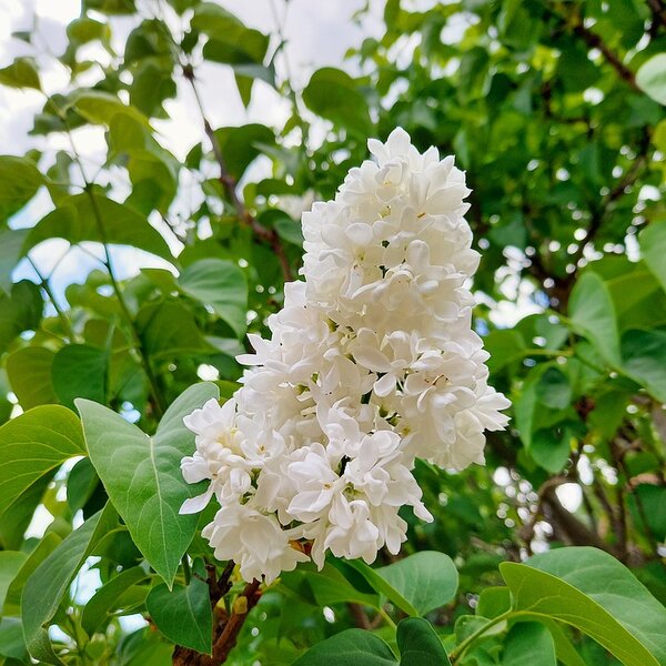Syringa v. 'Mme Florent Stepman' - 20L 60+