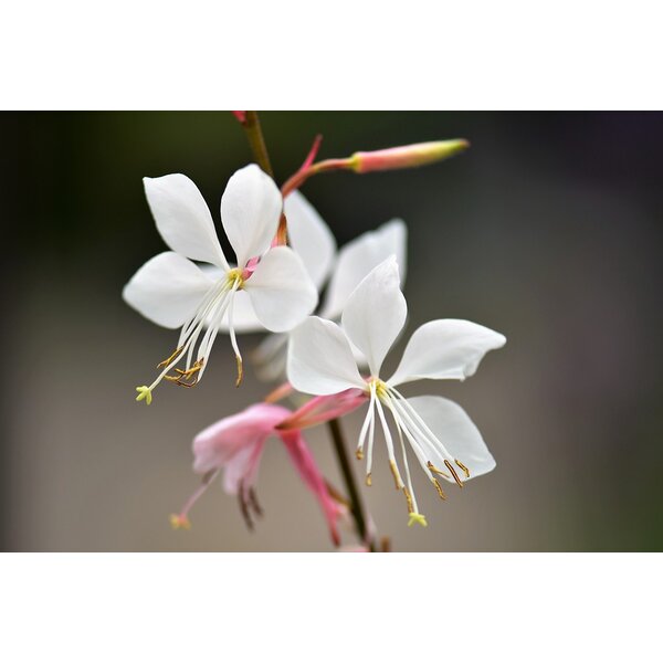 Gaura lindheimeri - P9