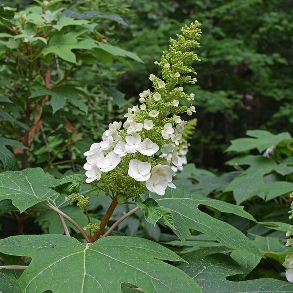 Hydrangea quercifolia