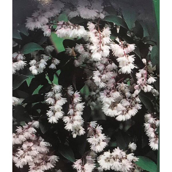 Deutzia cren. 'Pride of Rochester' - 3,0L 80+