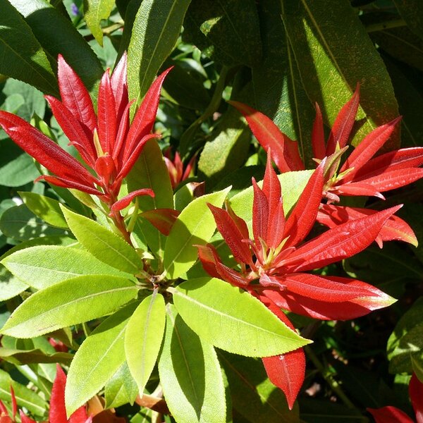 Pieris 'Forest Flame'