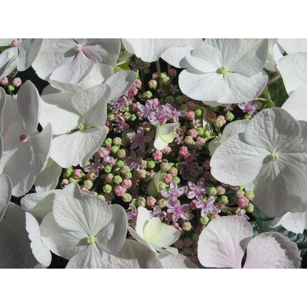 Hydrangea m. 'Libelle' - 7,5L