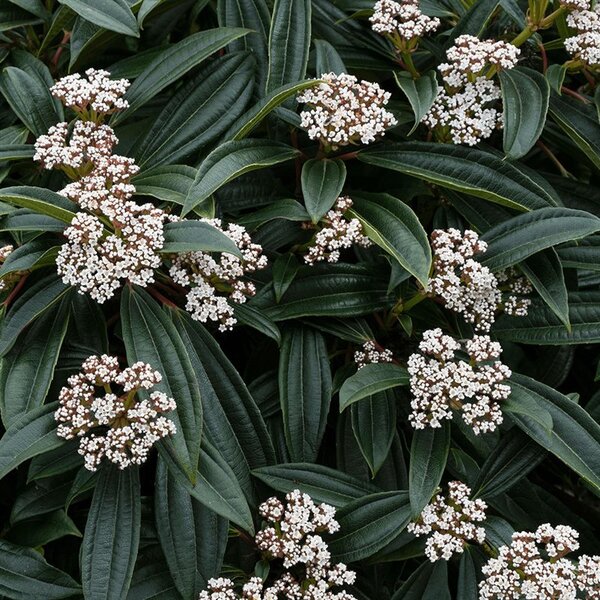 Viburnum davidii