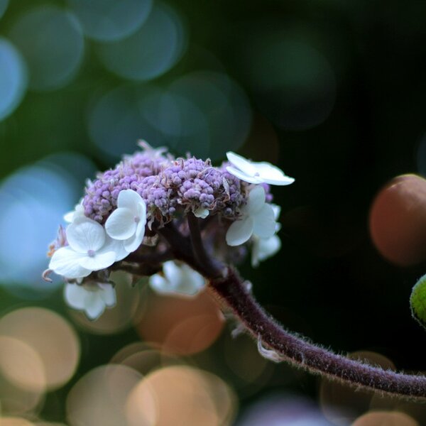 Hydrangea asp. 'Macrophylla'