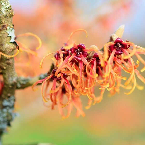 Hamamelis int. 'Jelena'