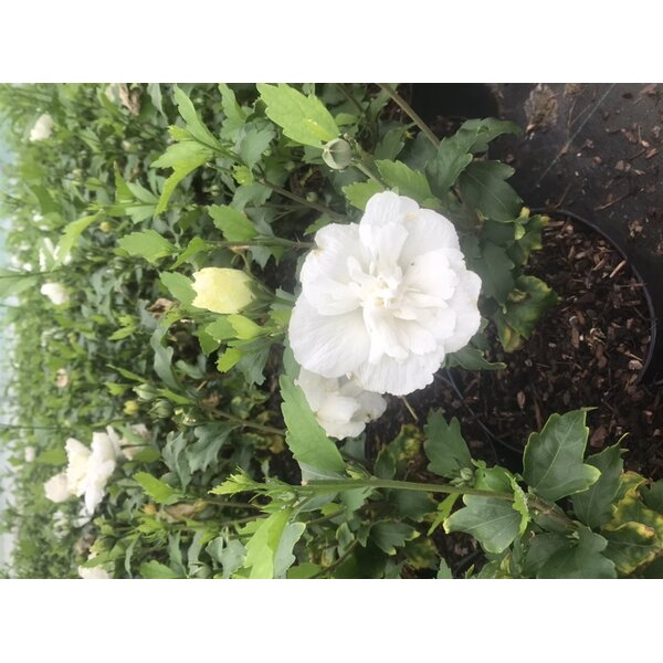 Hibiscus syr. White Chiffon - met kluit 100+