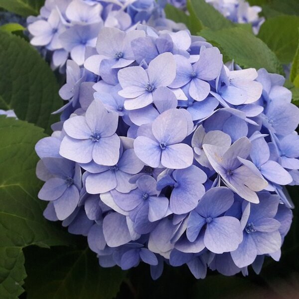 Hydrangea m. 'Nikko Blue'