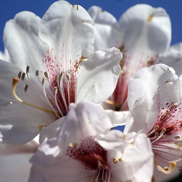 Rhododendron 'Cunningham's White'