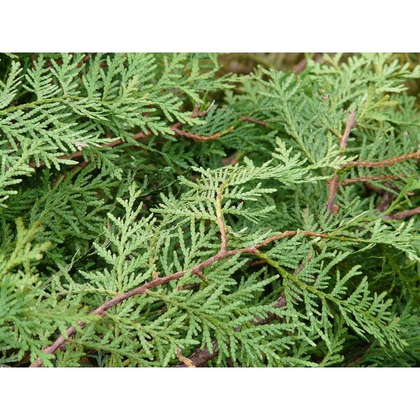 Thuja occ. 'Brabant' - met kluit 150+