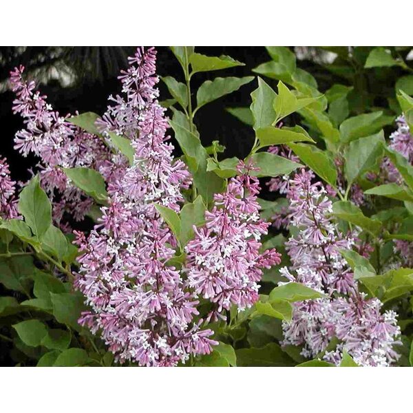 Syringa patula 'Miss Kim' - met kluit 80+
