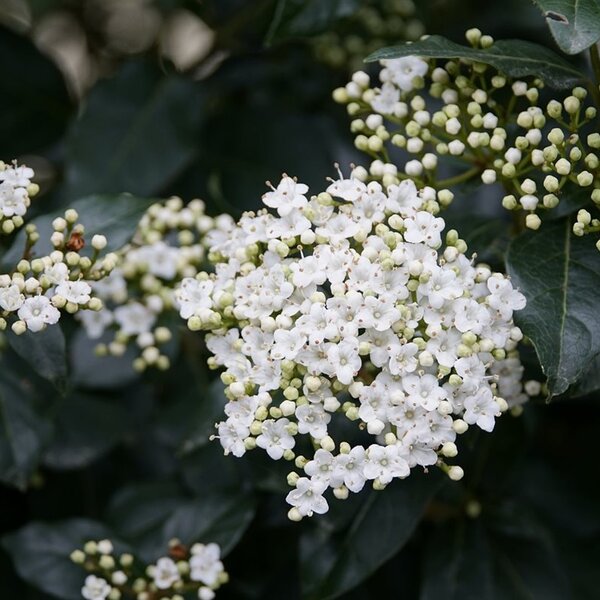 Viburnum tinus