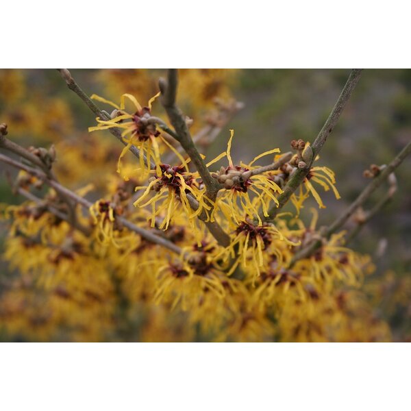 Hamamelis int. 'Westerstede' - met kluit 80+