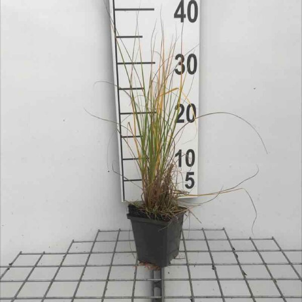 Pennisetum al. 'Hameln' - P9
