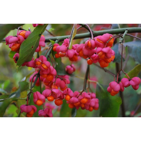 Euonymus europaeus 'Red Cascade' - met kluit 100+