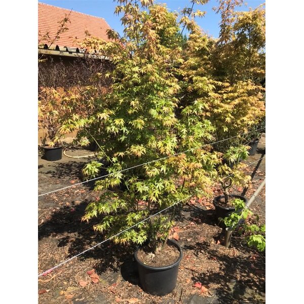 Acer palmatum - 20L 175+