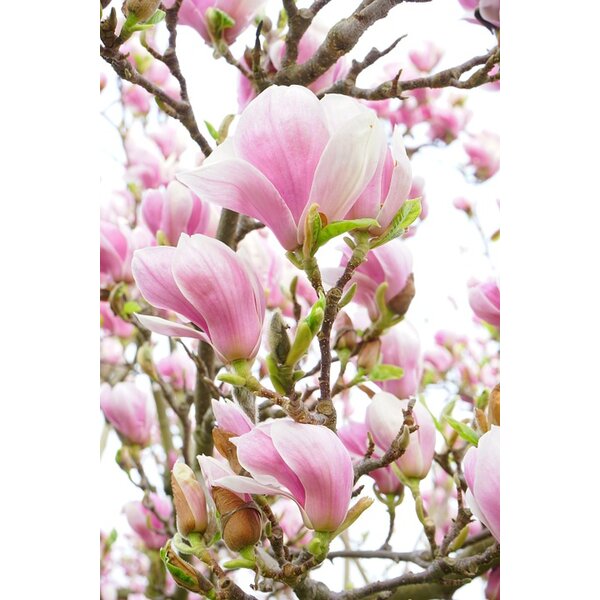 Magnolia soulangeana - 3,0L 80+