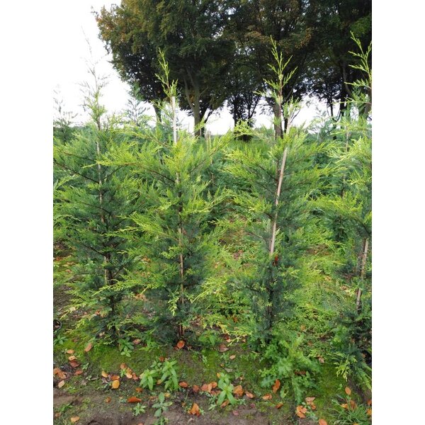 Cupressocyparis l. 'Castlewellan' - 10L 175+