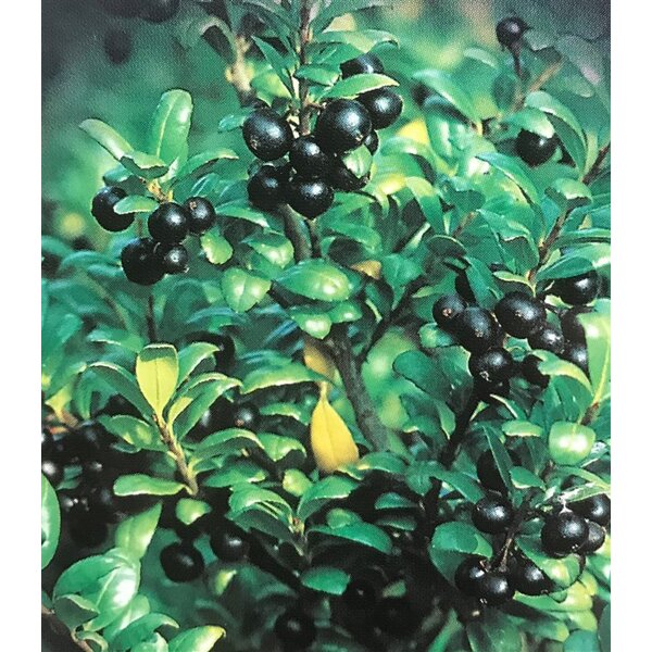 Ilex crenata 'Convexa' - 7,5L 40+