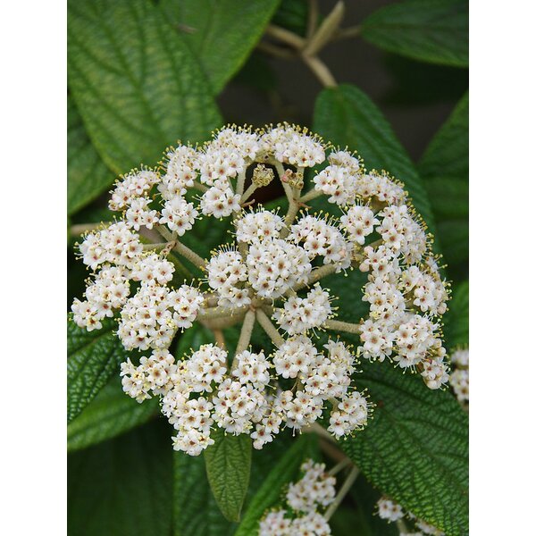Viburnum rhytidophyllum - 7,5L 40+