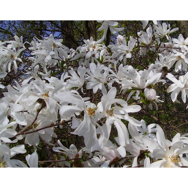 Magnolia stellata - met kluit 80+