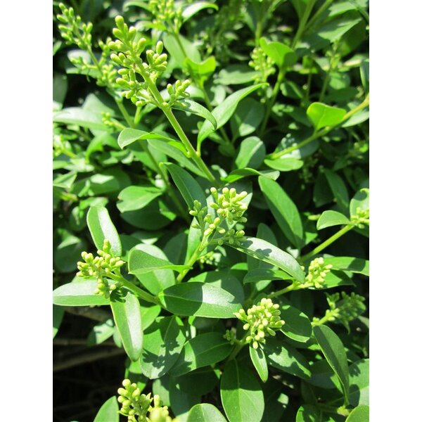 Ligustrum vulgare - 7,5L 80+