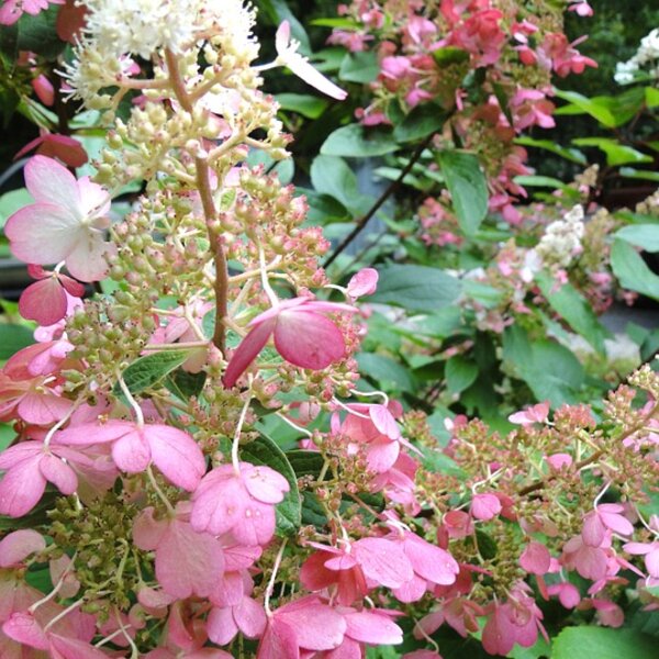Hydrangea pan. Pinky Winky