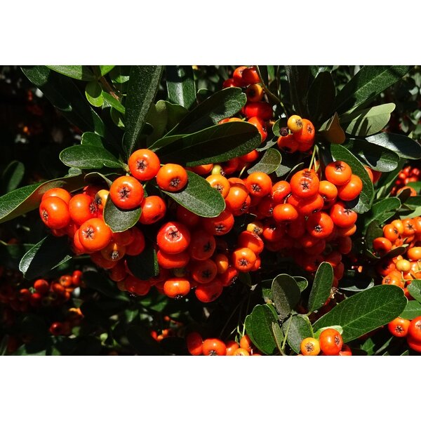 Pyracantha 'Orange Glow' - 2,0L 30+