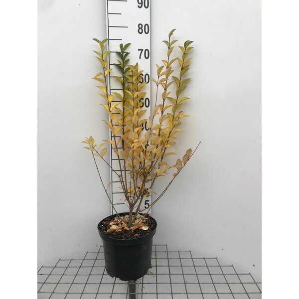 Ligustrum ovalifolium - 5,0L 60+