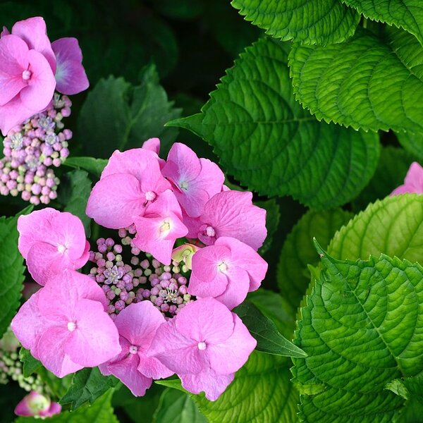Hydrangea m. 'Taube'