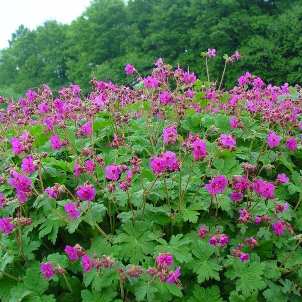 Geranium macrorrhizum