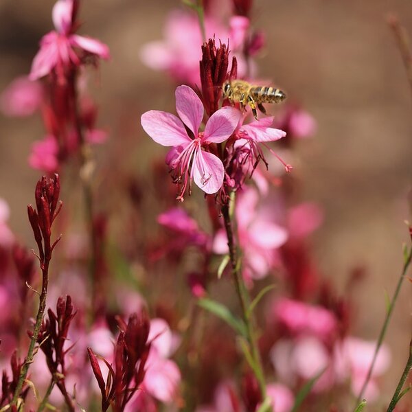 Gaura lindh. 'Siskiyou Pink'