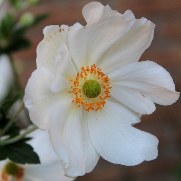 Anemone hyb. 'Honorine Jobert'