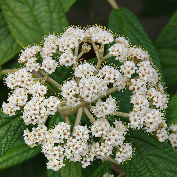 Viburnum rhytidophyllum