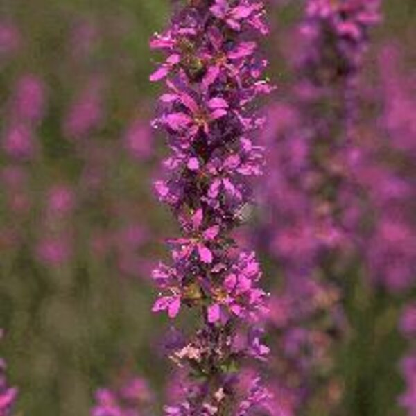 Lythrum salicaria