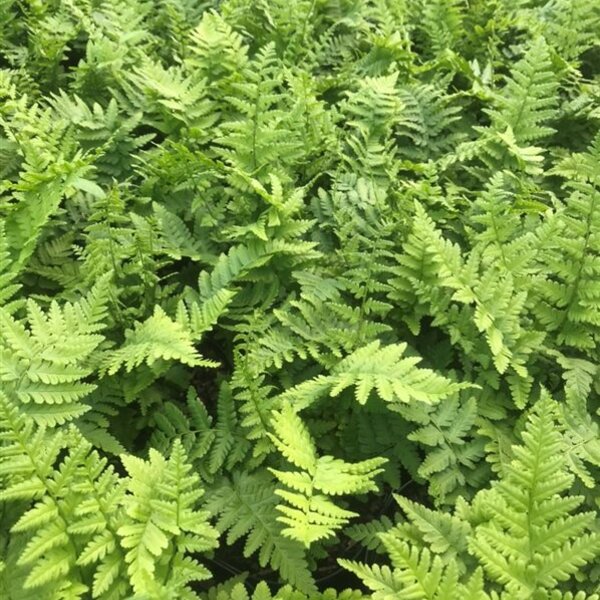 Dryopteris filix-mas