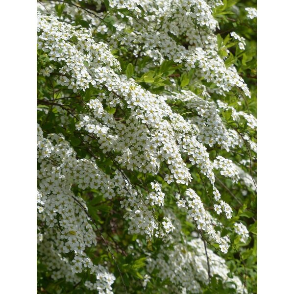 Spiraea arguta - 1,3L 30+